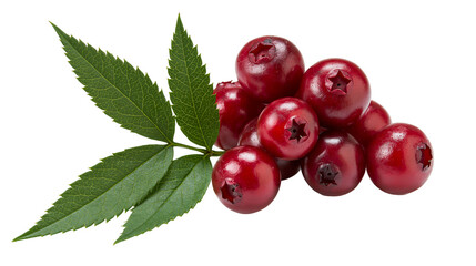 Isolated fresh red cranberries with green leaves, healthy organic food natural autumn harvest. © Niamh