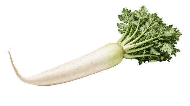 Isolated fresh long daikon radish with vibrant green leaves, healthy organic root vegetable produce.