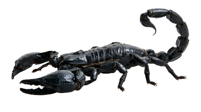 Isolated giant black scorpion, a dangerous tropical arthropod with powerful pincer claws.
