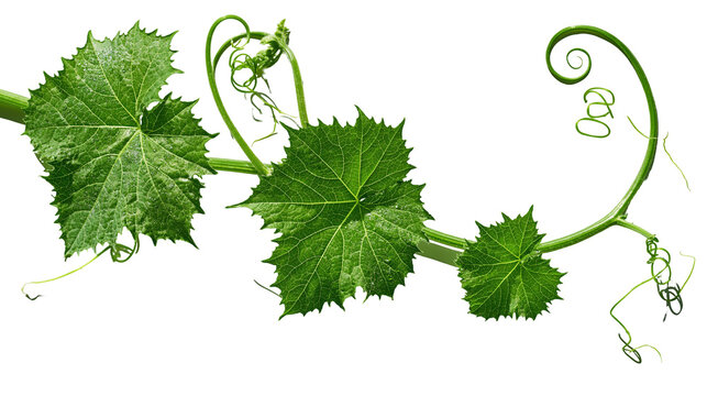 Isolated vibrant green vine plant with fresh wet leaves and intricate curling tendrils growing naturally
