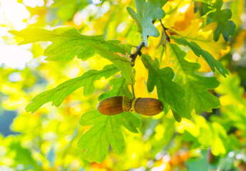 Oak branch with acorns illuminated by sunlight, autumn nature © Игорь Кляхин