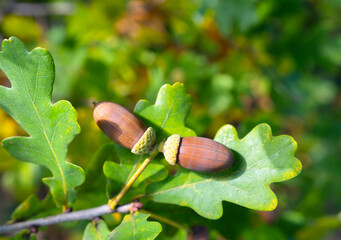 Two brown acorns with textured caps on green oak leaves, illuminated by natural light © Игорь Кляхин