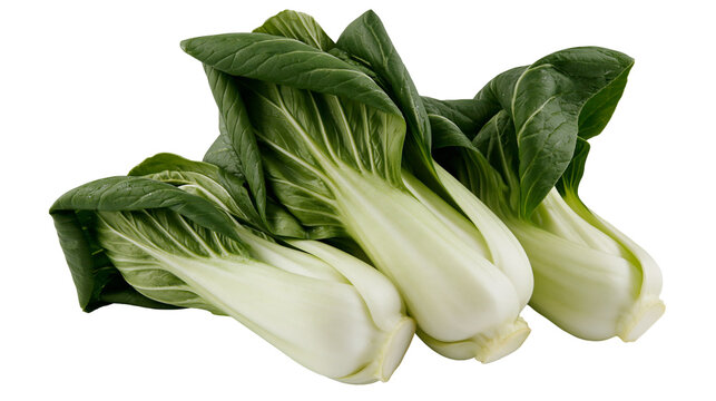 Isolated three fresh baby bok choy vegetables with vibrant green leaves and white stalks