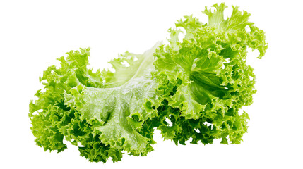 Isolated fresh vibrant green crisp curly lettuce leaves with water drops, natural organic healthy food. © Niamh