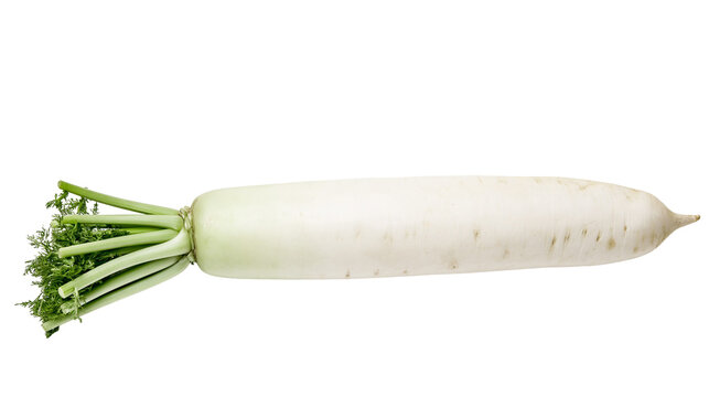 Isolated fresh whole daikon radish with green leafy tops, long white Japanese root vegetable