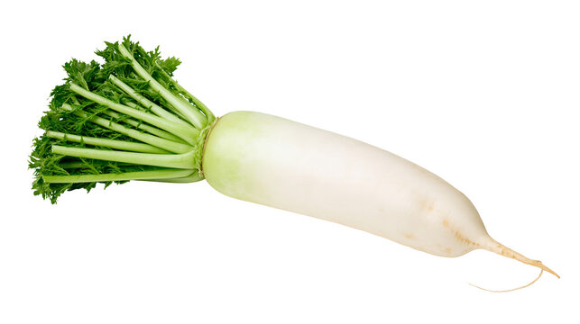 Isolated fresh daikon radish vegetable with vibrant green leaves and long white root, ready for cooking