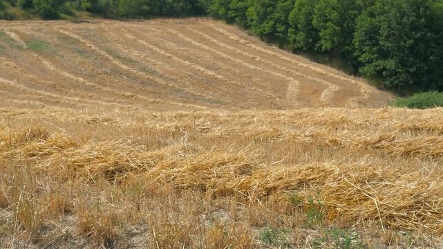 Golden wheat field harvested in summer countryside. Golden wheat straw lying in rows on a rolling hillside after a summer harvest, with a dense green forest in the background on a sunny day