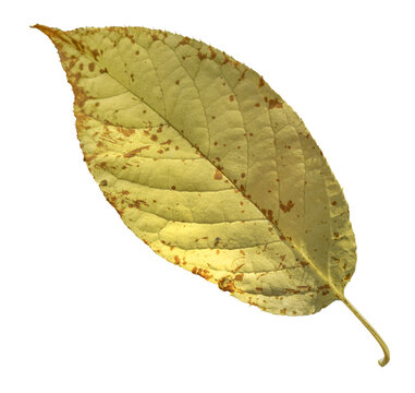 Single yellow spotted leaf showing detailed vein structure isolated on transparent layer