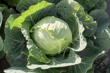 Fototapeta premium Healthy white cabbage plants grow in fertile garden soil, forming compact heads among large green leaves in summer sunlight.