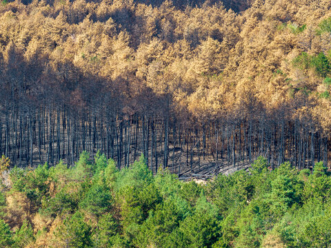Aerial view of the aftermath of the Deliblato Sands wildfire, showing a stark contrast between charred, burnt trees and surviving green forest in Dubovac, Vojvodina, Serbia.