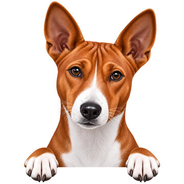 A close-up portrait of a striking Basenji dog with large, erect ears, piercing brown eyes, and a distinct ginger and white coat, peeking over an unseen surface.