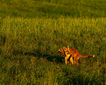 Fox cubs playing in sunset