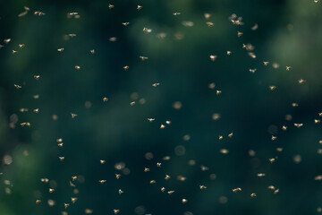 Bees © Marcel Rudolph-Gajda