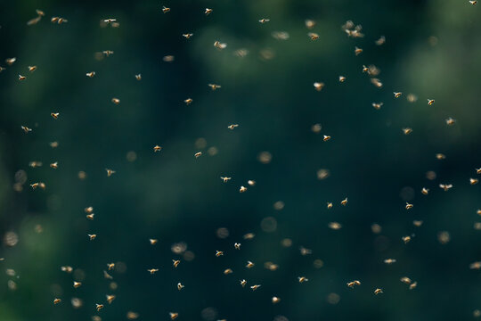 Bees
