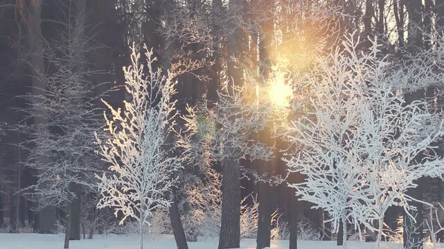 Frosty trees glowing sunset light winter forest. Camera pan snowy pine park.