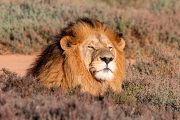 Male Lion, South Africa © Marcel Rudolph-Gajda