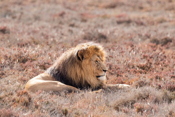 Male Lion, South Africa © Marcel Rudolph-Gajda