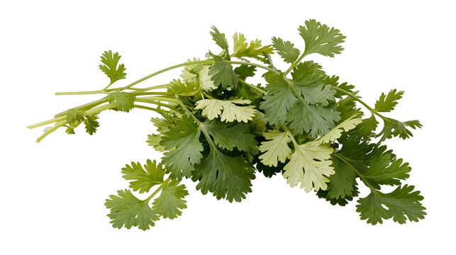 Isolated fresh cilantro leaves bunch, healthy fragrant green herb ingredient for cooking