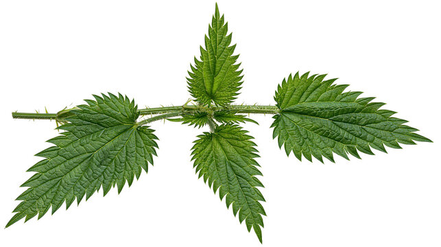 Isolated common nettle plant sprig with fresh green leaves and stinging hairs.
