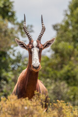 Blesbok, South Africa © Marcel Rudolph-Gajda