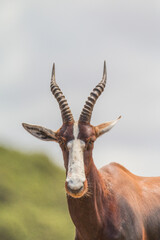Blesbok, South Africa © Marcel Rudolph-Gajda