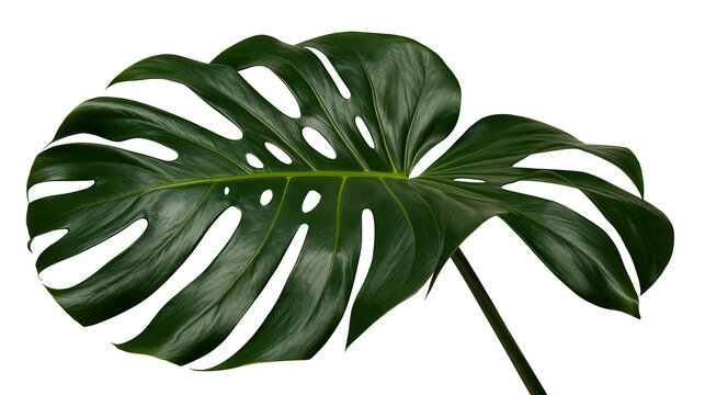 Isolated lush vibrant green Monstera Deliciosa leaf with characteristic splits and fenestrations
