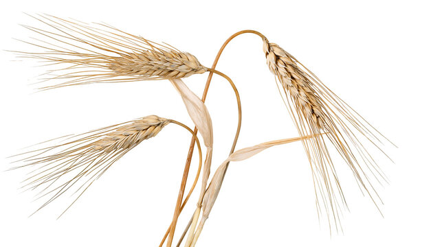 Isolated dry golden barley ears and stalks, representing harvest and natural food ingredients