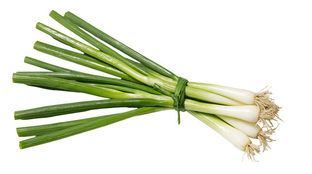 Isolated bundle of vibrant fresh green spring onions tied with a leaf, organic vegetable