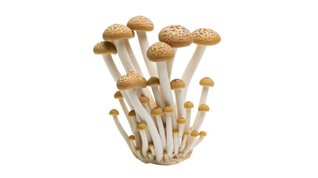 Isolated fresh raw Shimeji mushrooms edible brown beech cluster on clean studio backdrop