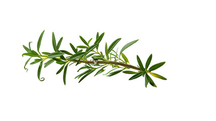 Isolated sprig of fresh rosemary herb with vibrant green leaves and natural brown stem. © Diego