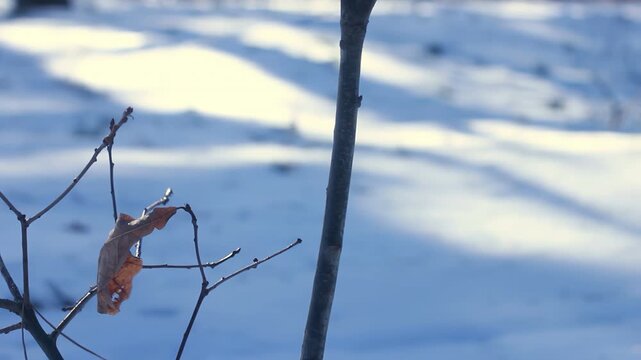 Bare sapling branches snowy forest. Camera pan frozen winter woodland scene.