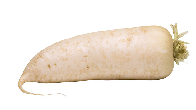 Isolated fresh raw daikon radish long root vegetable for healthy eating and cooking ingredient