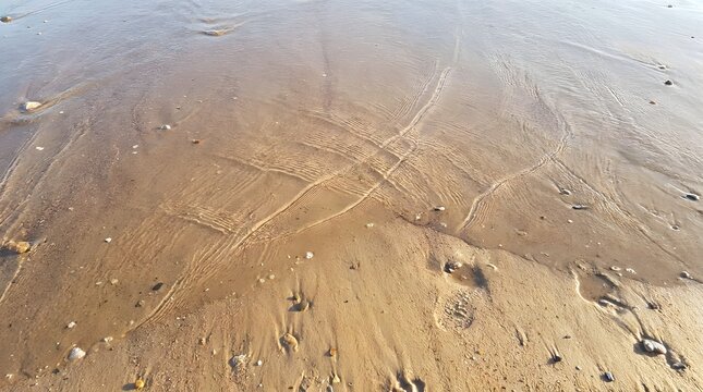 Wet beach sand with water ripples and small shells at sunset