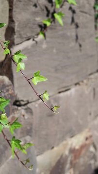 Gr&uuml;ne Efeubl&auml;tter bewegen sich im Sonnenlicht