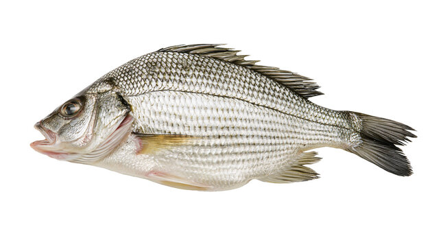 Isolated fresh whole silvery sea bream fish with sharp fins and open mouth, side view.