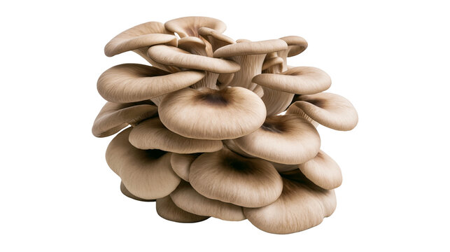 Isolated cluster of fresh gourmet oyster mushrooms, an organic and nutritious culinary ingredient
