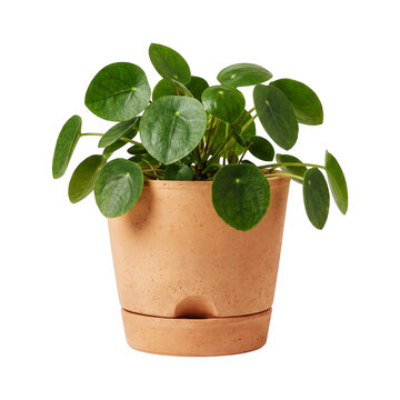 Chinese Money Plant in terracotta pot PNG isolated illustration.