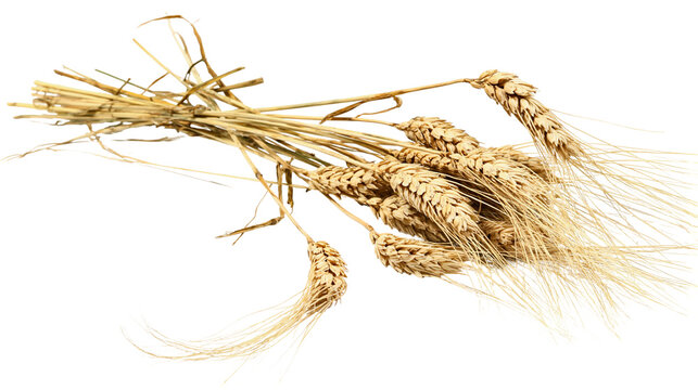 Isolated bundle of ripe golden wheat ears and dried stalks, organic farming food.
