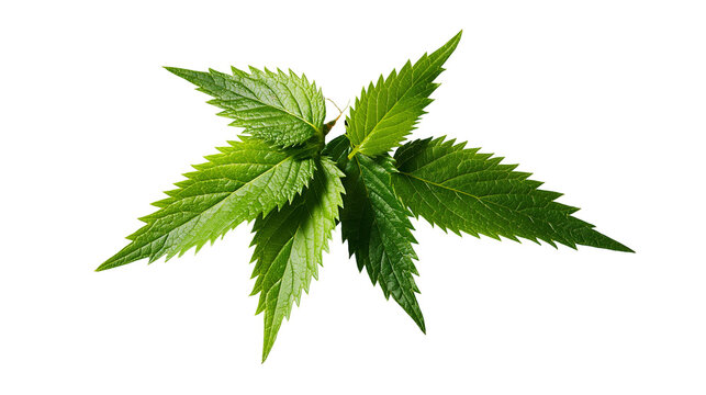Isolated fresh green stinging nettle leaves with serrated edges, healthy herbal plant