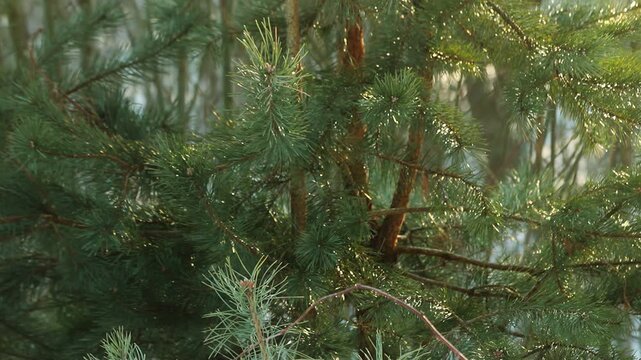 Pine sapling wet dew sparkle. Handheld tilt up spring green woodland forest.