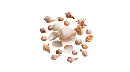 Isolated group of natural sea shells and marine mollusks, perfect for summer and beach designs © David