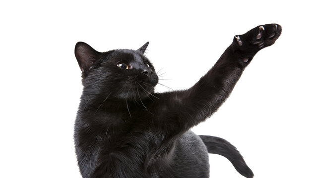 Isolated sleek black cat playfully reaching with a paw, claws out, in a dynamic and curious moment