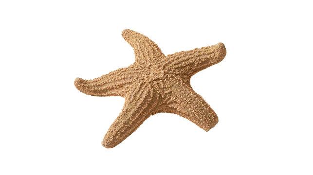 Isolated starfish with natural textured surface and classic five-arm shape, ocean creature