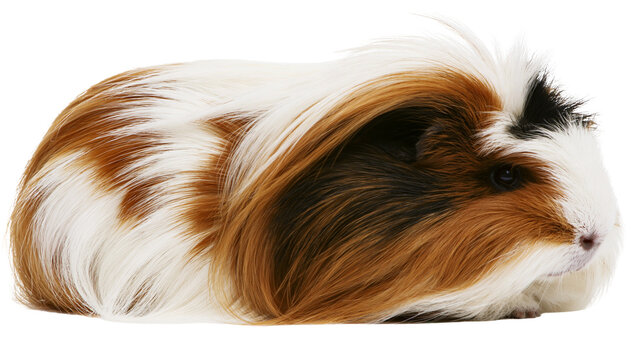 Isolated adorable long-haired guinea pig with beautiful brown white and black fur