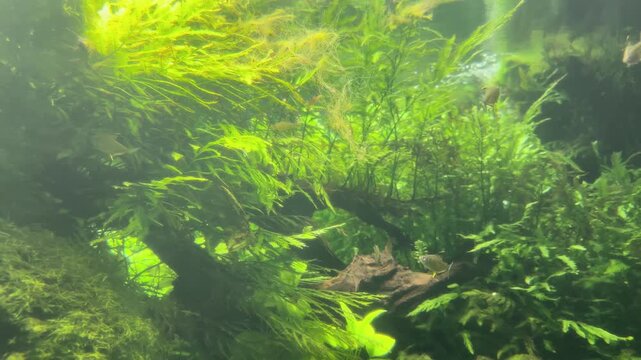 Freshwater Fish Swimming Through a Lush Planted Aquarium