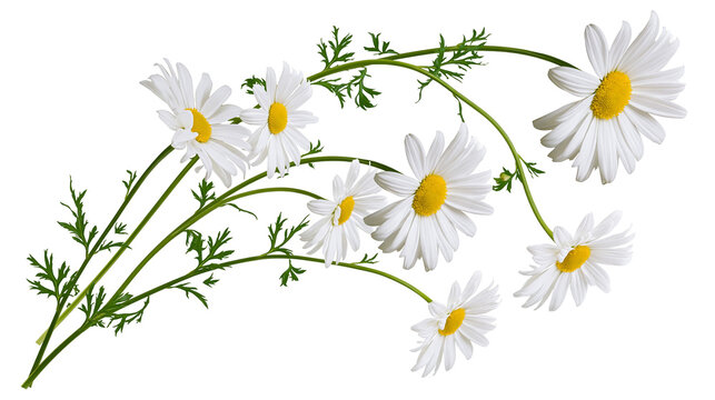 Isolated group of beautiful white daisy flowers with green leaves and curving stems.