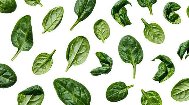 Isolated fresh green spinach leaves scattered, healthy organic raw vegetarian cooking ingredient