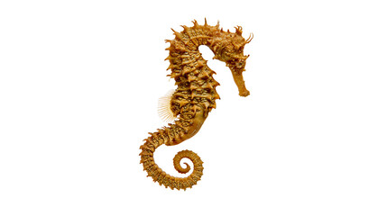 Isolated beautiful intricate dried seahorse specimen with detailed textured skin and curled tail © Ioana