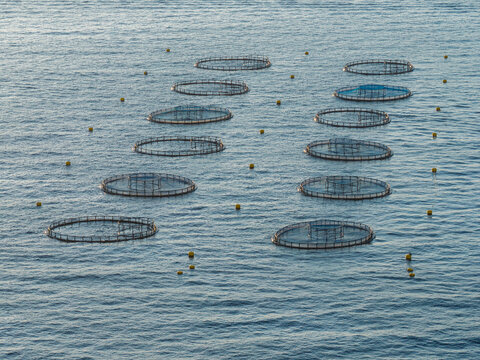 Aerial view of fish farming cages floating in the Mediterranean Sea with yellow buoys marking the area in Antibes, Provence-Alpes-Cote d'Azur, France.