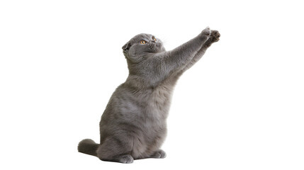 Isolated adorable Scottish Fold cat standing on hind legs stretching paws upwards with curiosity. © Ioana